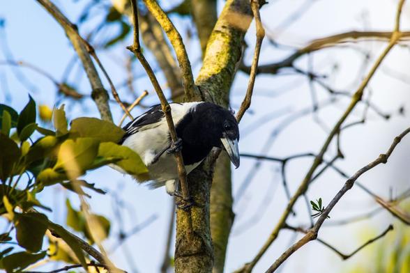 A medium sized black and white bird in a tree, looking down towards the photographer.