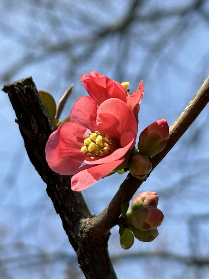 Closeup of two Flowering Quince blooms - red petals with yellow centers  - and two buds on a Y-shaped branch against a background of bare branches and blue sky