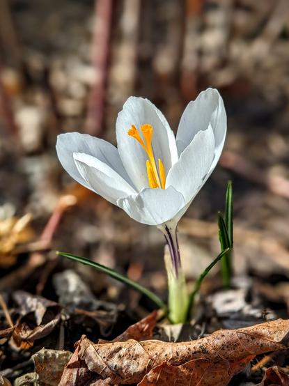 Close up photo of a white crocus in bloom.