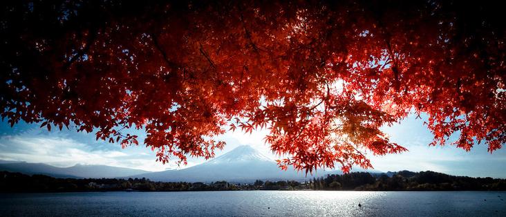 Lake Kawaguchi's calm waters work like a mirror, reflecting the grandeur of Mount Fuji. Around this revered mountain, you'll find a gorgeous canopy of crimson maple leaves framing its iconic shape. This breathtaking view captures the two sides of Japanese natural beauty - the steady tranquility of Fuji-san alongside the fleeting splendor of autumn leaves. As your eyes wander from the vibrant reds to the cool blues, it's like taking a visual journey through the mix of emotions this landscape stirs up, all coexisting in perfect harmony, both temporary and timeless, warm and cool.