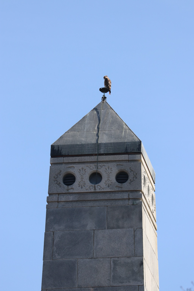 A Red-tailed Hawk, a bulky brown profile seen high atop a monument with a pyramidal top.
