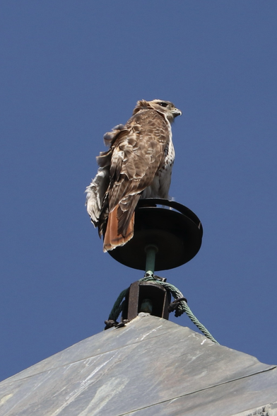 A Red-tailed Hawk seen from below, showing mostly brown and light tan feathers, plus a brick-red tail