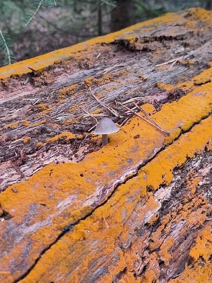 Grey fungi growing on tree trunk, covered in orange fungi or lichen.