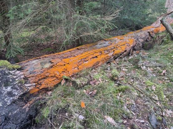 Tree trunk laying in forest.