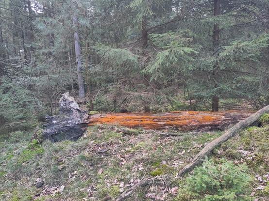 Tree trunk in forest, also.