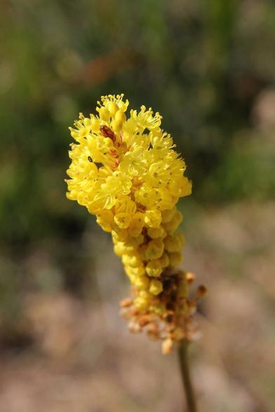 Photo of a yellow flower. It is a spike with tiny yellow florets.
 The stamens are 0visible.
Small insects are visible in the top if the flower