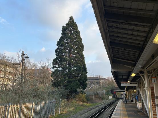 A redwood tree at New Cross Gate station in Lewisham. Houses on left, tree in middle, teain line and platform right half of picture
