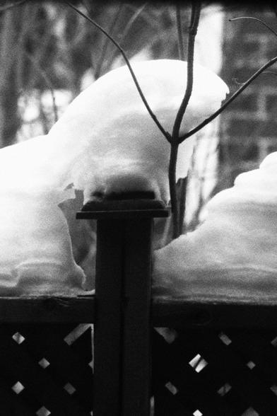 Wind blown snow built up into an organic shape around the top of a fence post, holding a tree branch in a parallel position to the post cap.