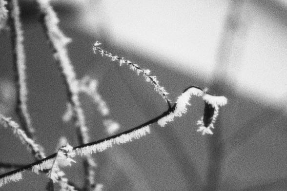 Medium close-up of fine branches with hoarfrost clinging to them.