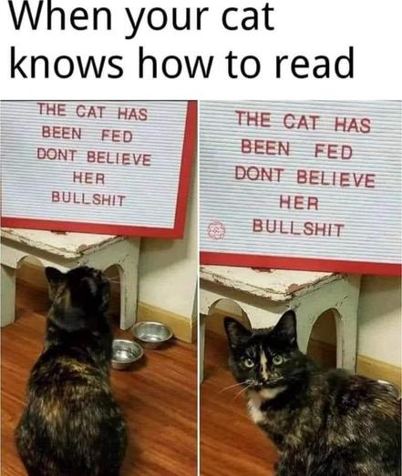 Two photos, side by side, of a cat sitting in front of a sign that says, “The cat has been fed. Don't believe her bullshit.”

In the first photo, the cat is facing the sign and is ostensibly reading it.

In the second photo, she looks back over her shoulder and looks very irritated and a bit angry.  

The meme text says, “When your cat knows how to read.”