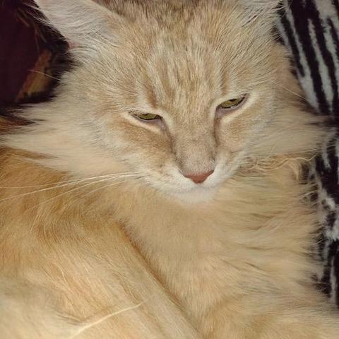 Close-up of a sleepy yellow tabby cat's face. He was pressed against a zebra print fleece blanket so hard that his jowl fluffs are static clung to the blanket like old timey waxed whiskers.