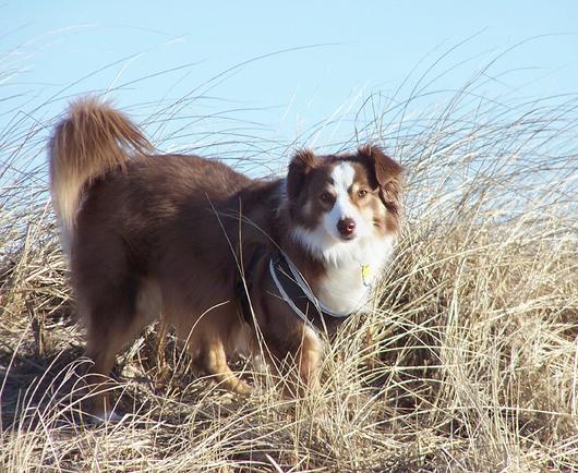 A brown and white Mini-Australian Shepherd stand's in fine brown beach grass with blue sky behind.