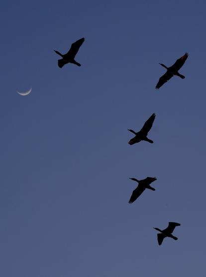 Vertical (cropped) shot of 5 cormorants flying past at dusk, with a crescent moon visible in the top left corner.