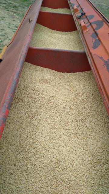 View of the grain tank of a disc seeder filled with 400kg of barley seed.