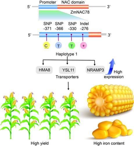 Diagram to illustrate how NAC78 functions as a master regulator of iron biofortification in maize kernels.