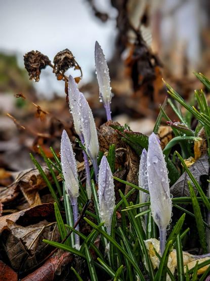 Purple crocuses closed up and covered with raindrops.