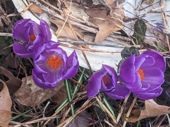 A row of four deep purple crocuses in full bloom