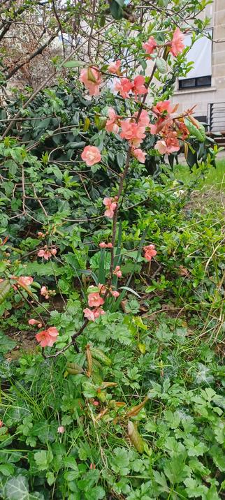 Un cognassier du Japon en fleur