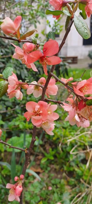 Gros plan sur des fleurs cognassier du Japon