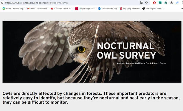 Northern Saw-whet Owl Photo: Brock & Sherri Fenton