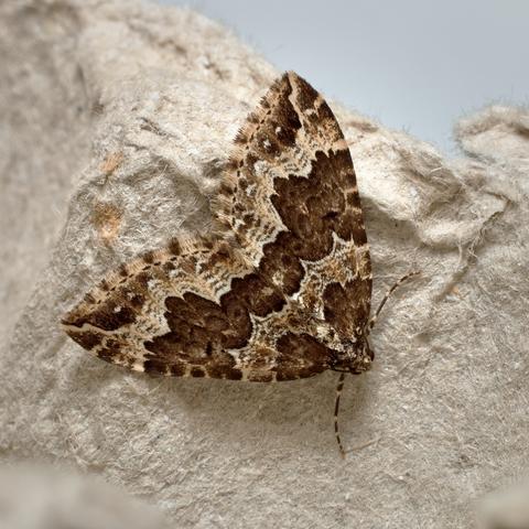 Water Carpet moth