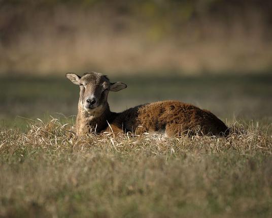 Ein Mufflon, welches sich gerade im Gras liegend sonnt