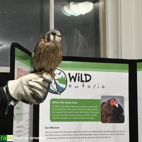 A kestrel sits in the hand of a Wild Ontario presenter during rare's Conversation for Conservation presentation on January 31, 2024. Photo by James Bow.