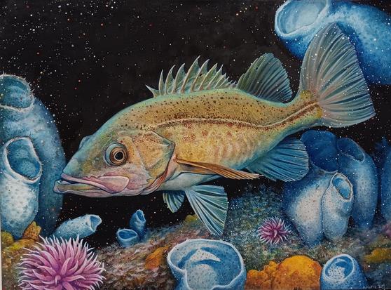 A watercolor painting of a Bocaccio Rokfish (Sebastes paucispinis) in a deep reef with sponges and anemones.