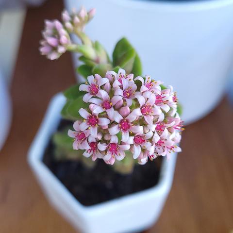 Closeup of the first open bunch of crassula moonglow flowers, from above. It is a portrait style pic, the open flowers, inthe bunch closer to the camera, are in focus and the second and third flower bunches, still closed, are out of focus as well as the white hexagonal pot. Another white pot is in the background. The pots all sit on a wood surface.
Around 20 open flowers are in the compact, in focus, bunch. They each have 5 white pinkish petals, with a dark pink stigma in the center, pink filaments that make the center look like a firework and tiny yellow anthers on each.