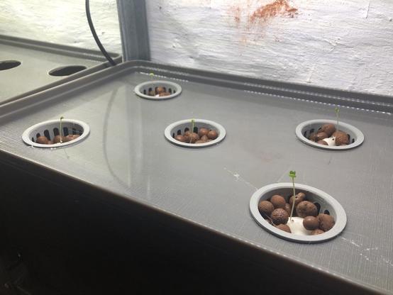 A box with 5 net cups and 5 small seedlings under lights