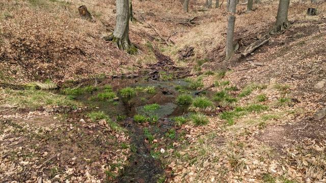 Brown ground of the forest after winter descending to a small spring pool with occasional islands of fresh green grass.