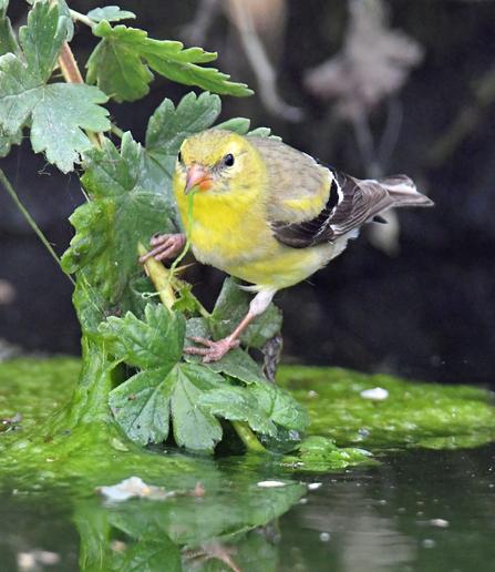 A finch stands on a gooseberry bush hanging over the water trough