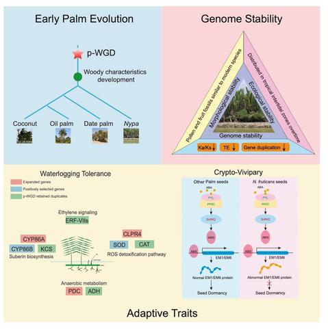 Diagram to illustrate early evolution, genome stability, and adaptive traits (specifically waterlogging tolerance and crypto-vivipary) of the mangrove palm Nypa fruticans.