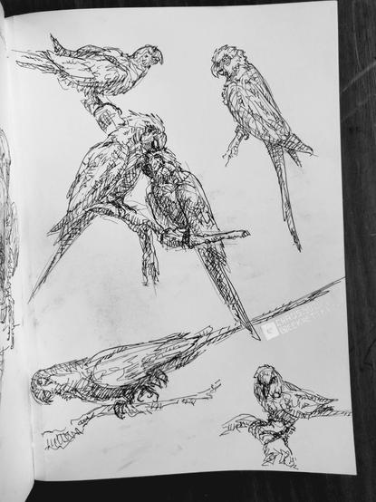 Black ink on paper.

Various sketches of parrots or parrot-like birds, all are sitting on branches. In the middle are two birds, the one on the left is cbeaking the head of the other.