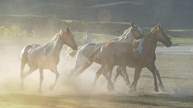 A herd of horses galloping and kicking up  the sand and dust on a beach in south America.