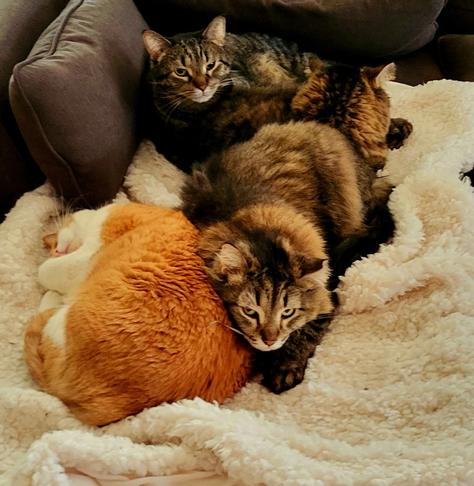 Three gray tabby cats and one orange and white tabby sleeping next to each other on a fluffy fleece blanket.
