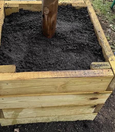 Planter made from four treated 2x6x8. Filled 2/3 with garbage dirt and topped with compost topsoil mix.