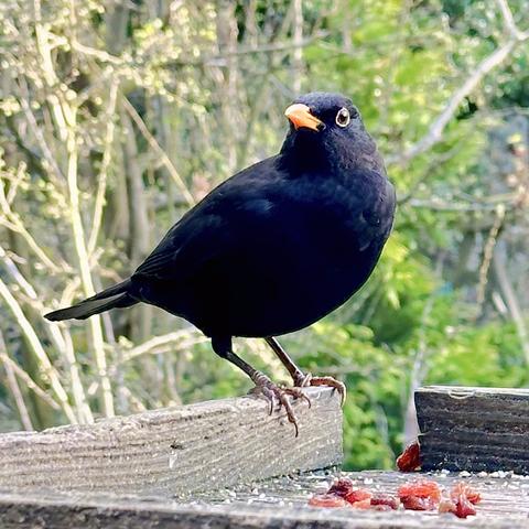 A Blackbird sitting on a feeding tray looking at me. 
On the tray are some sultanas. His favorite food.
To get his treats, this specific bird will follow me a couple of meters into the kitchen or into my study if the door to the garden is open.