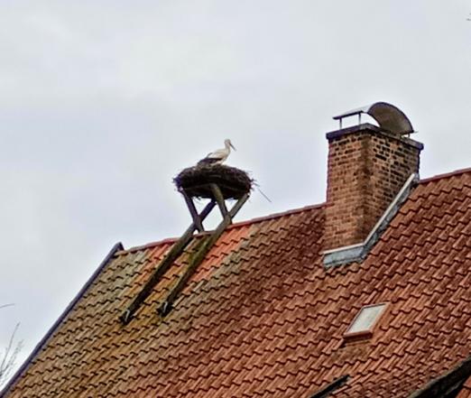 Storch in einem Storchennest. Letzteres verankert auf einer Dachspitze.