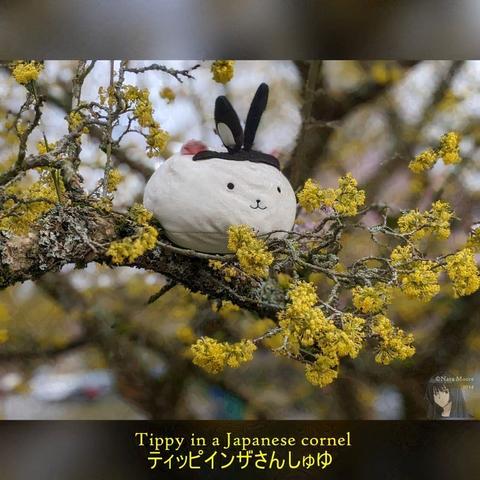 Tippy in the branches of a yellow flowering Cornus officinalis (Asiatic Dogwood, Japanese Cornelian Cherry)