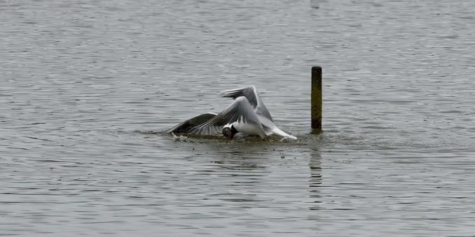Black-Headed Gulls fighting