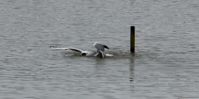 Black-Headed Gulls fighting