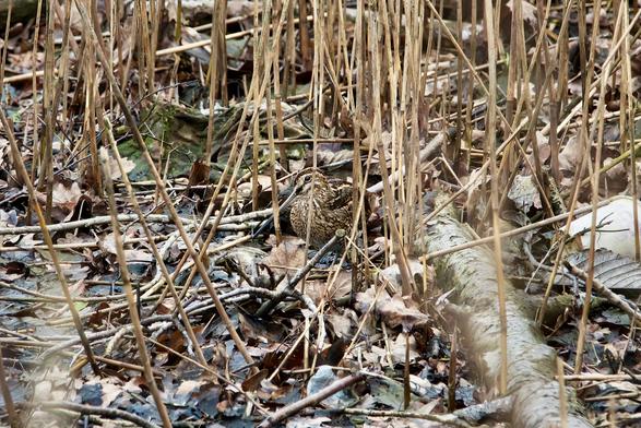 Snipe camouflage