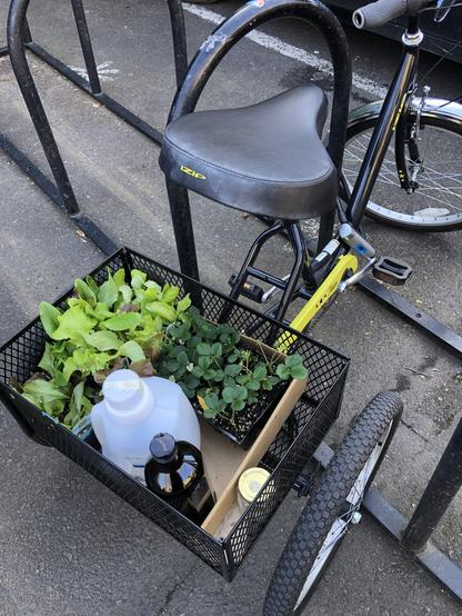 A small adult trike with a black basket and green lettuce and strawberry starts, plus a green bottle, a large plastic bottle, and a small glass container with a metal lid.