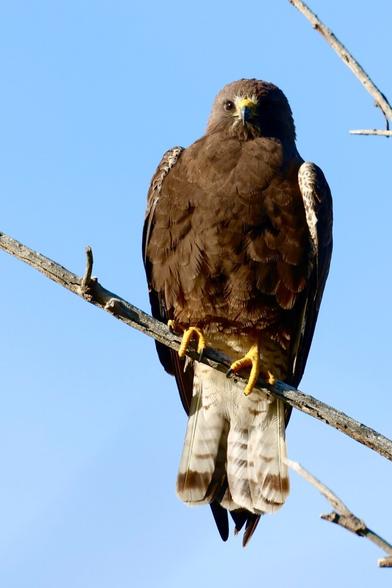 A chocolate-brown hawk clings to a thin branch.