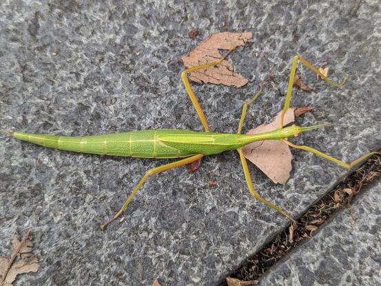 Photo of a large green stick insect from above.