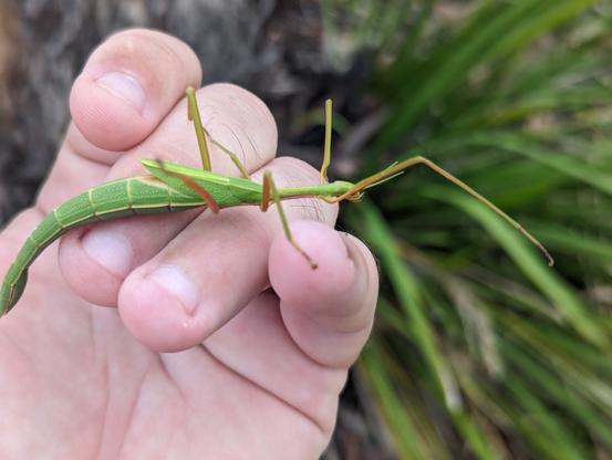 Photo of a large green stick insect crawling across a man's hand.