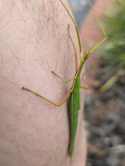 Photo of a large green stick insect clinging to a man's forearm.