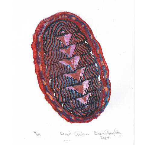 Final stage of my chiton print shows the ovoid animal from above with a series of plates surrounded by a girdle. The plates have pale pink and orangey brown downward pointing triangles down the middle with slanted thin stripes of burgundy, blue and black on either side. The girdle around the circumference has a reddish rim with yellow and blue dashes and a burgundy ring around the plates.