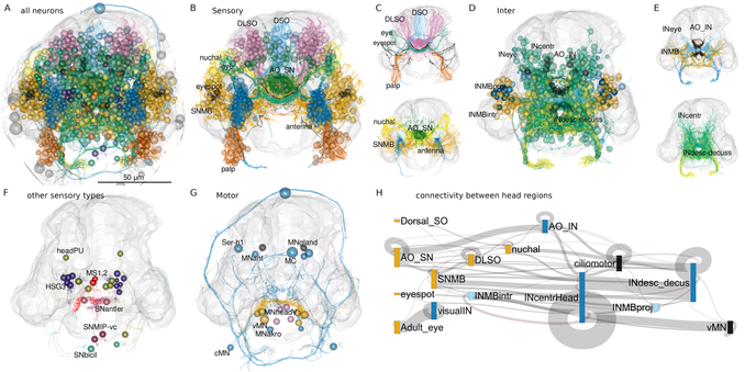 Anatomy of head neuropils and global organisation of brain connectivity in the Platynereis larva